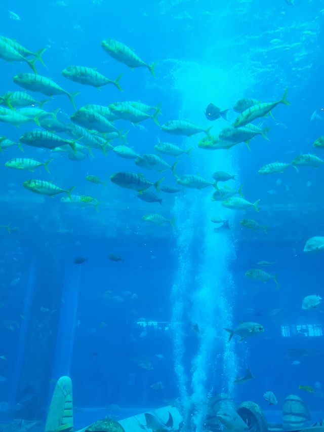 三亞亞特蘭蒂斯水族館|失落之城+海底餐廳+海豚互動