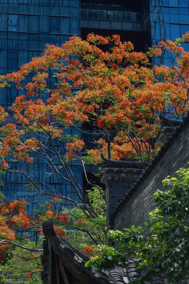 深圳獨家潮趣旅行指南，解鎖鵬城新玩法
