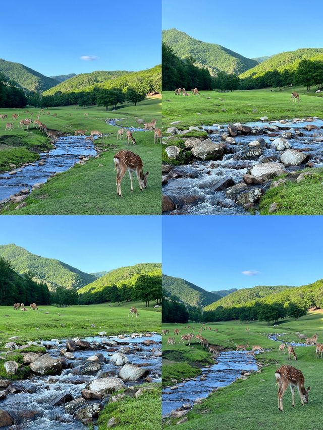 逃離熱浪！22℃嘅伊春秘境，藏住中國夏天最治癒嘅模樣