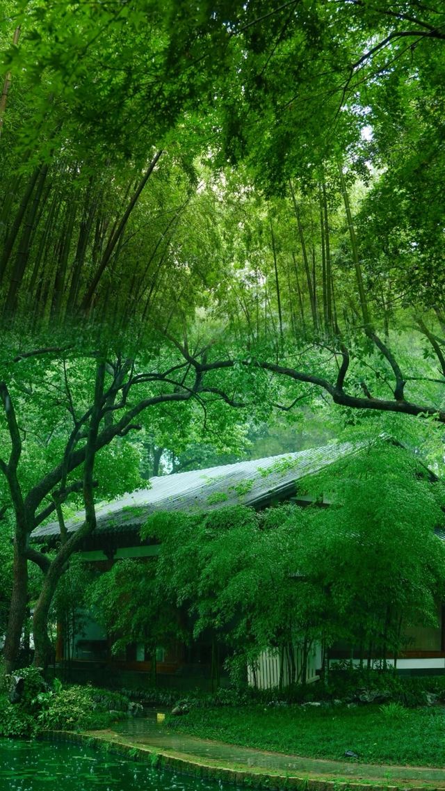 竹海吸氧計劃：杭州雲棲竹徑避暑勝地