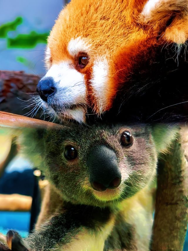 喺唔去紅山森林動物園，就冇機會喇，我真係好想去呀！