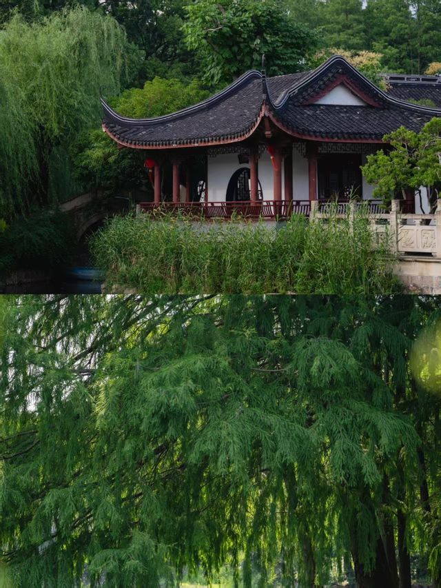 盛夏闖入滬郊秘境！這座園林藏著江南的詩意與清涼