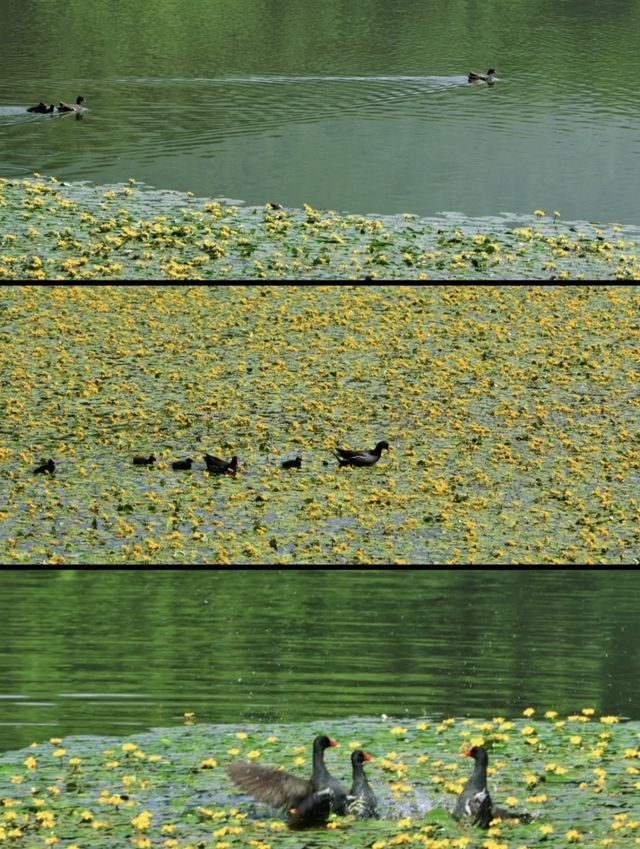 西昌邛海荇菜花觀賞攻略 | 邂逅金色花海