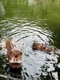2025年暑假深圳野生動物園避坑指南