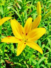 瀋水灣，邂逅百合花嘅浪漫之約