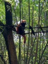 The Pandas of Chengdu!