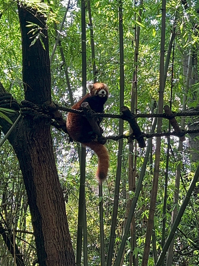 The Pandas of Chengdu!