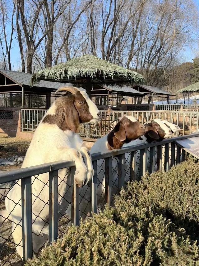 暑假沈陽森林動物園親子遊攻略,附酒店推薦! 暑假沈陽森林動物園親子遊攻略,附酒店推薦!
