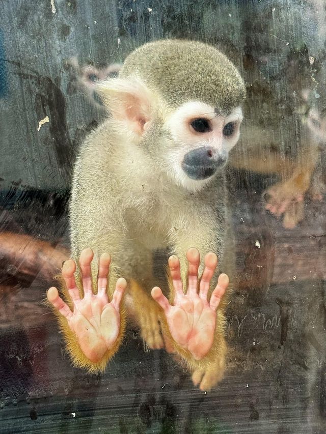 帶小朋友必去嘅小眾動物園