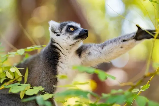 กิจกรรมล่าขุมทรัพย์จำกัดเวลาที่สวนคิตาโนะเปิดแล้ว