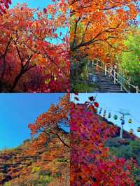姊妹們！坡峰嶺嘅紅葉瘋咗啦！上帝打翻調色盤都冇咁狂野！
