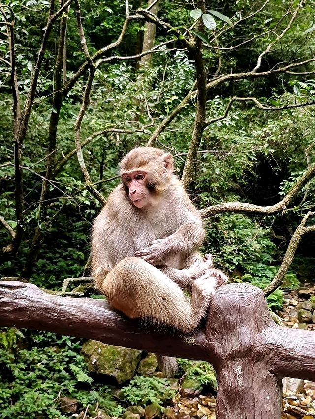 Epic Jungle Adventure: Golden Whip Valley Walk in Zhangjiajie 🌲🐒