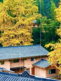 江西萬安銀杏古村