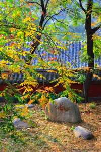 濟南大靈巖寺銀杏季震撼來襲！一片金黃美到窒息