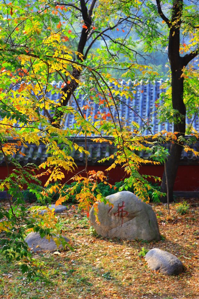濟南大靈巖寺銀杏季震撼來襲！一片金黃美到窒息