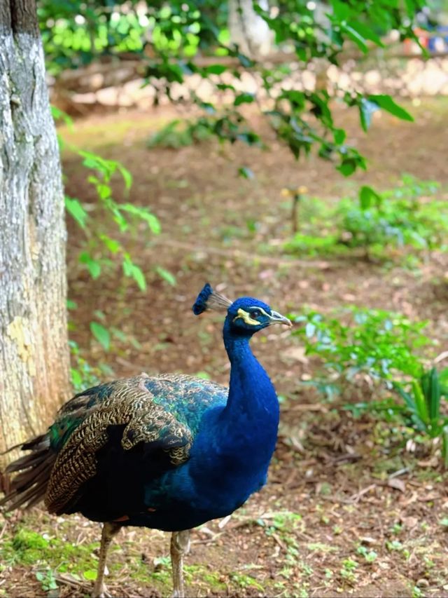 春城動物園奇遇記！20元看遍500種神奇動物！