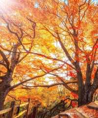探秘臨朐絕美紅葉山莊
