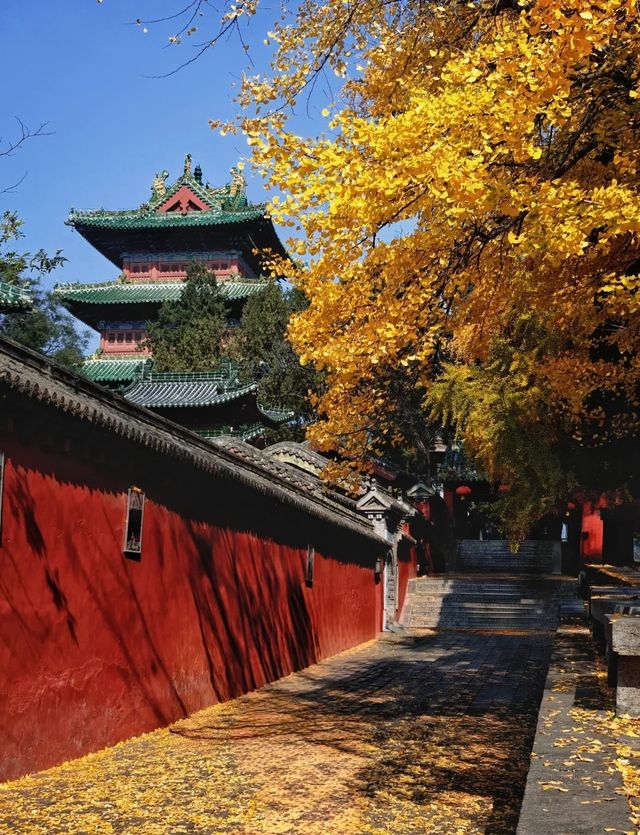 金色童話·禪意靜心｜來嵩山少林遇見最美金秋