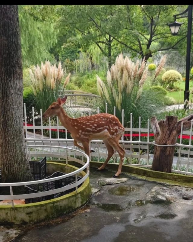合肥逍遙津必打卡!隱藏市區的熱帶雨林秘境 合肥逍遙津必打卡!隱藏市區的熱帶雨林秘境
