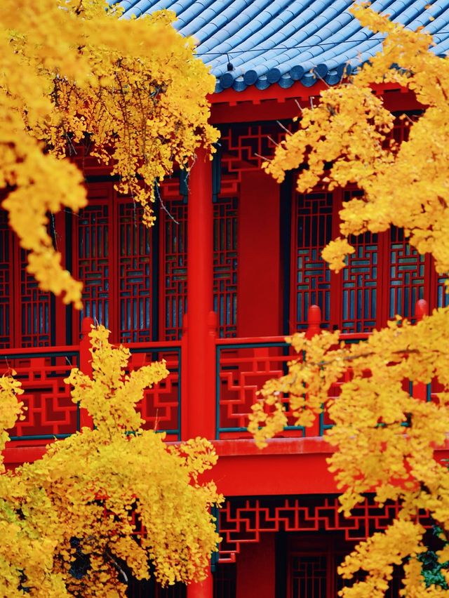 南京賞秋天花板｜附絕美秋景時間表