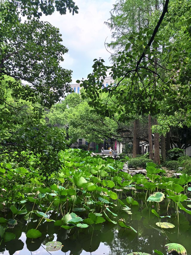 人民公園最後一群睡蓮！天氣好冷植物都撐不住了