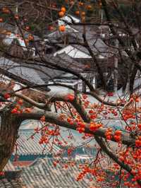 邂逅滿山都是紅柿子的600年遺世古村