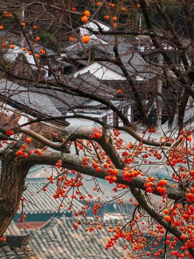 邂逅滿山都是紅柿子的600年遺世古村