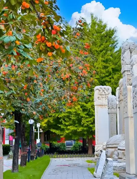 The persimmons at Wuta Temple have turned red, heavy with fruit and full of autumn charm