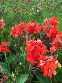 上海薰衣草公園秋日限定|美人蕉綻放的浪漫花海