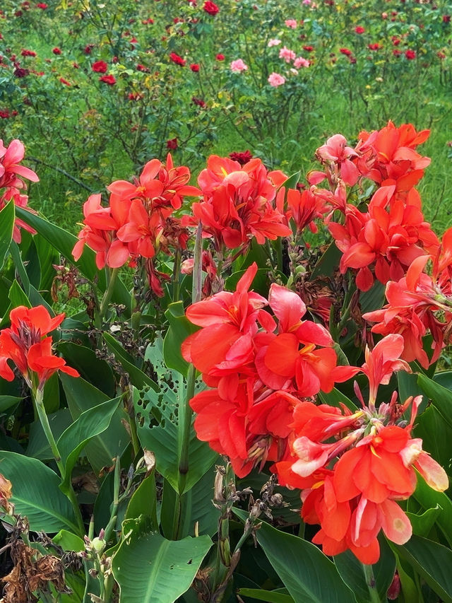 上海薰衣草公園秋日限定|美人蕉綻放的浪漫花海 上海薰衣草公園秋日限定|美人蕉綻放的浪漫花海