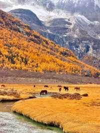 稻城亞丁的秋，是一場短暫的夢