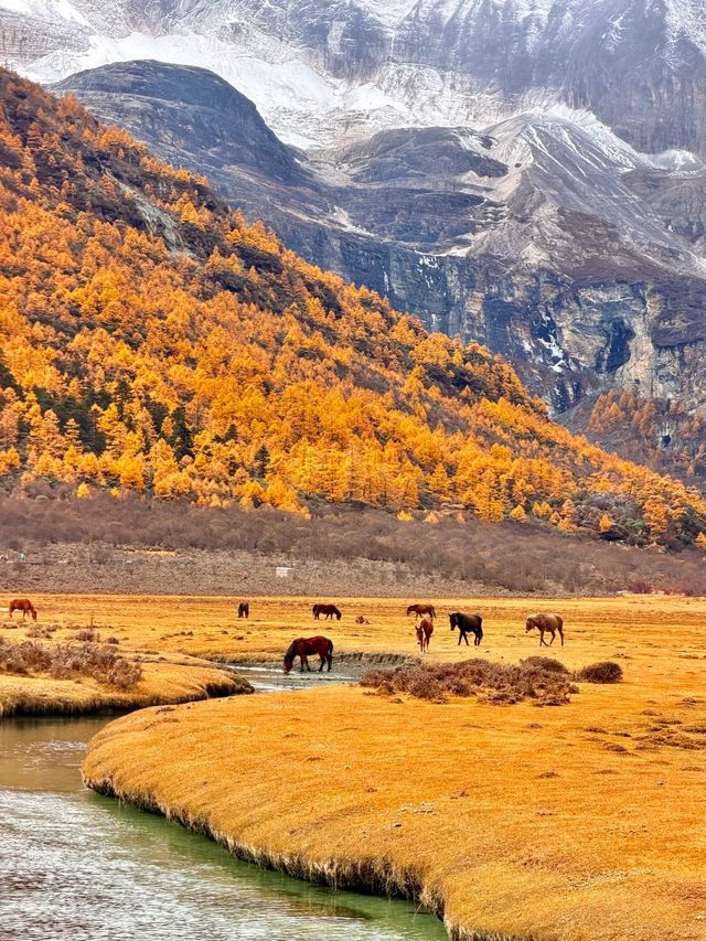 稻城亞丁的秋，是一場短暫的夢