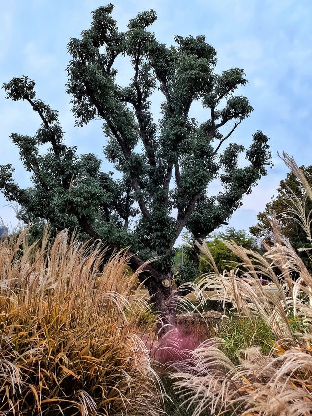 空中步廊俯瞰花草描繪的彩色大地。