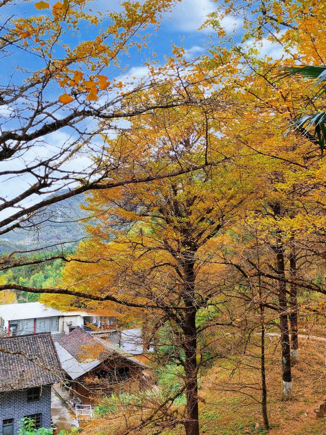 被時光遺忘的金色童話！錯過再等一年！