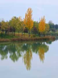 沣河梁家灘,最後的秋色