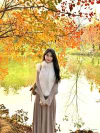 西安小眾賞秋秘境浐灞濕地公園銀杏打卡攻略