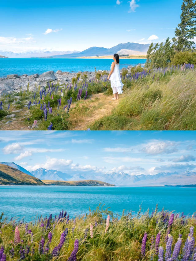 6天解鎖紐西蘭小團！人均1w+吃住行全包