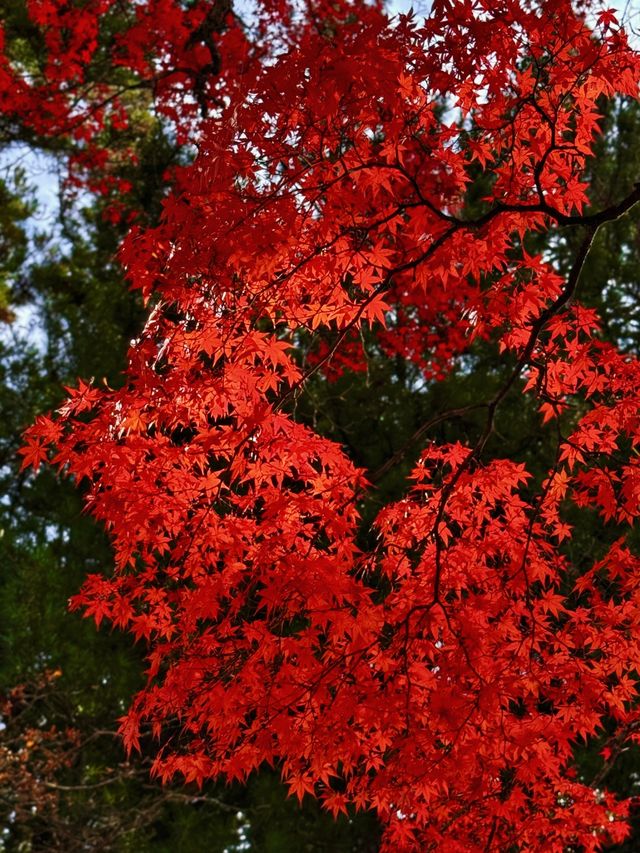 拈花一笑高野山