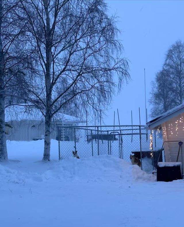 芬蘭冬日童話藍粉天空下的浪漫極光之夜 芬蘭冬日童話藍粉天空下的浪漫極光之夜