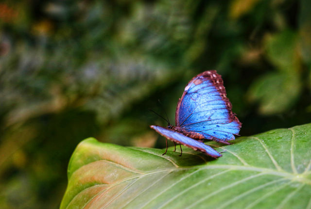 蝴蝶與自然溫室 Key West