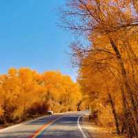 新疆胡楊林公園景區3天2夜5000元旅遊攻略