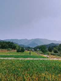 祁門蘆荔稻田遊玩攻略
