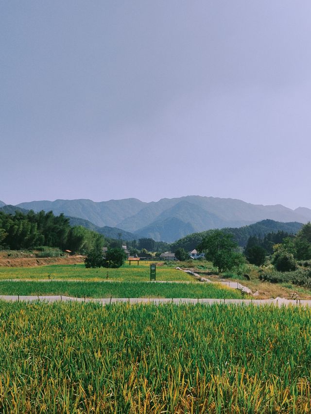祁門蘆荔稻田遊玩攻略 祁門蘆荔稻田遊玩攻略