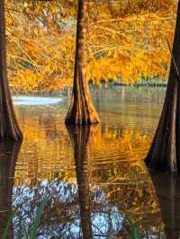 這不是燕雀湖這簡直是大自然的油畫