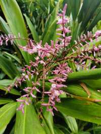 2元的澳門纜車，你坐過嗎