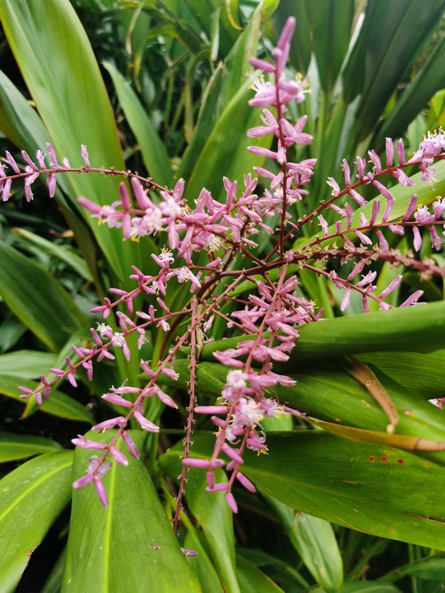 2元的澳門纜車，你坐過嗎