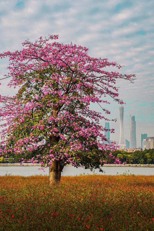 來廣州旅遊啊 來廣州旅遊啊