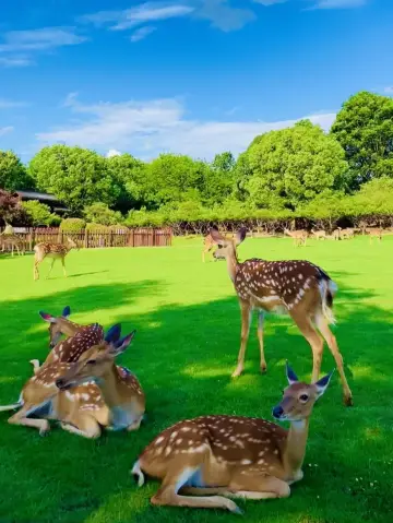 明孝陵免費得起早！（不花錢看鹿攻略）