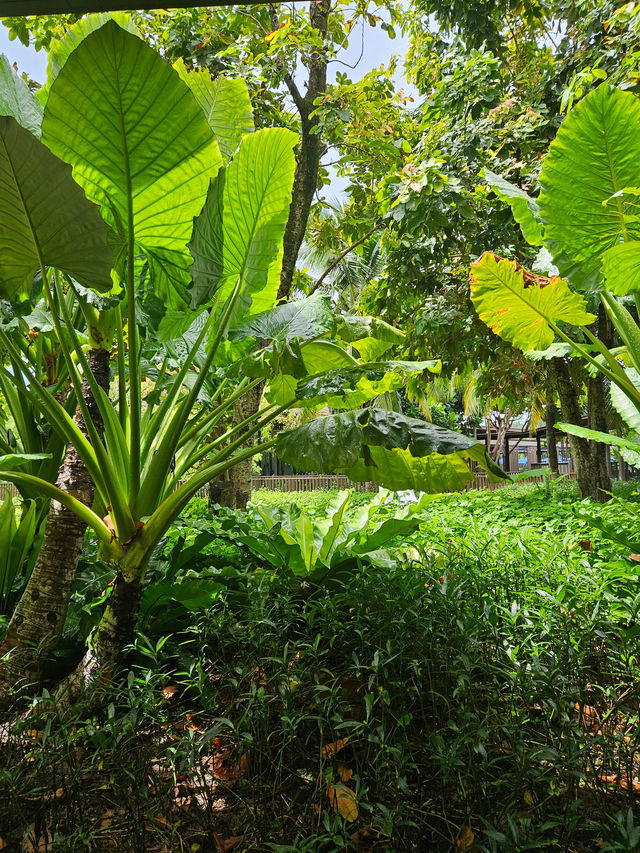 普吉島卡塔海灘的上佳選擇! 普吉島卡塔海灘的上佳選擇!