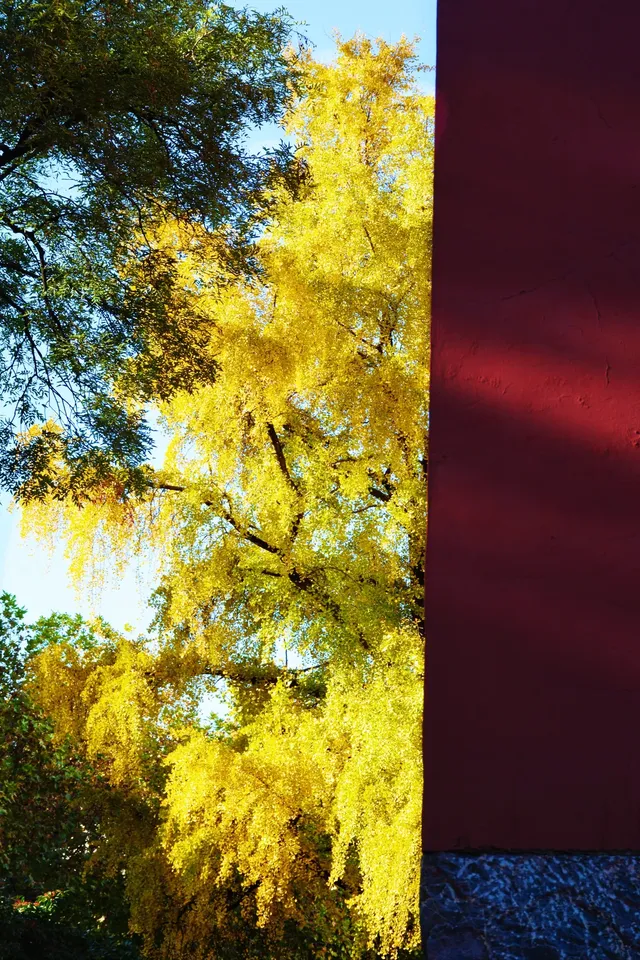 南京鼓樓公園銀杏｜紅牆光影+古今同框